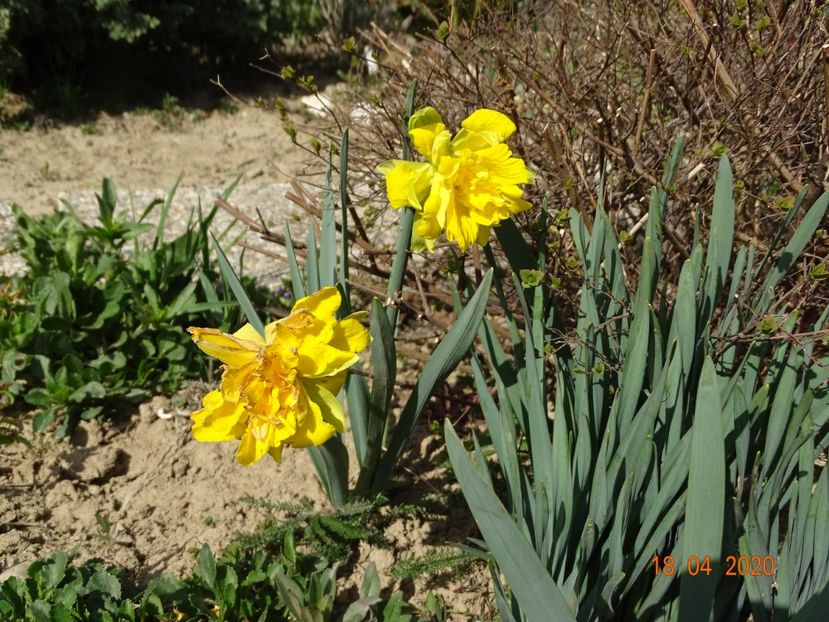 narcise Van Sion - z-Dobarland 2020