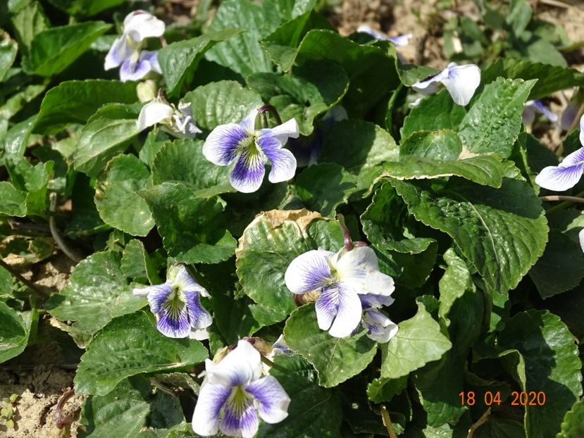 viola sororia Hungarian Beanty - z-Dobarland 2020