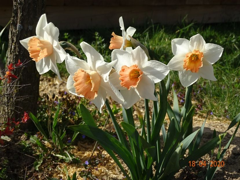 narcise Accent - z-Dobarland 2020