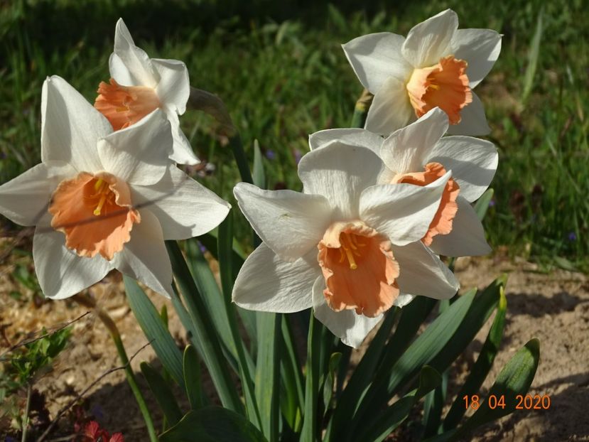 narcise Accent - z-Dobarland 2020