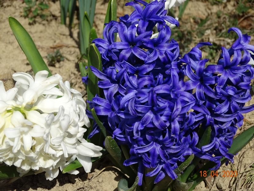 zambilute - z-Dobarland 2020