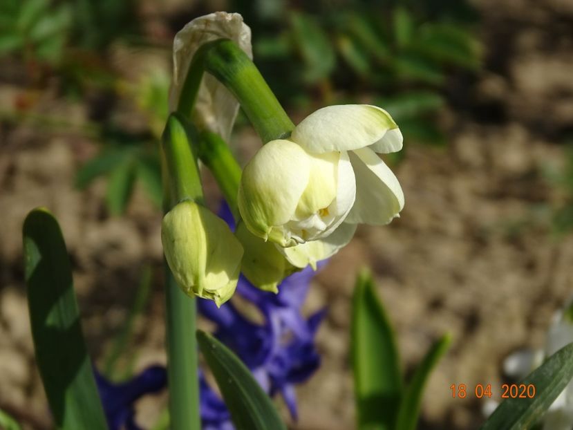 narcisa Cheerfulness - z-Dobarland 2020