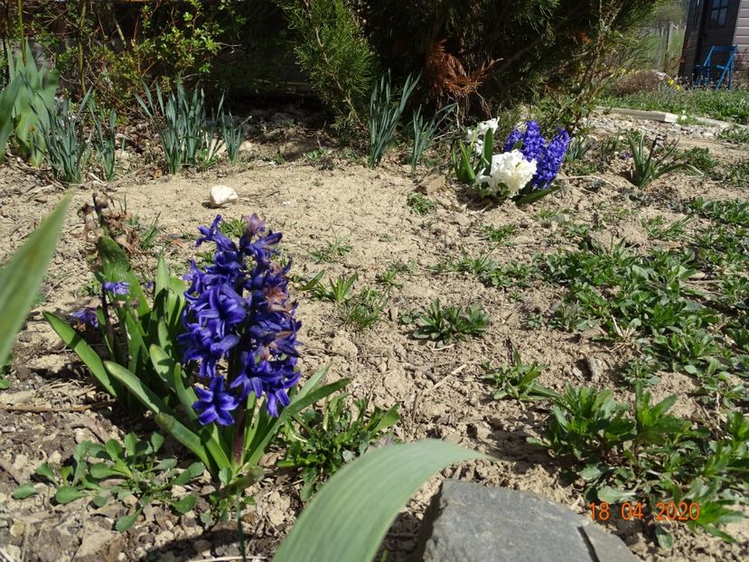 zambilute - z-Dobarland 2020