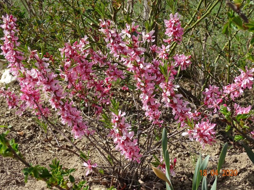 prunus tenella Fire Hill - z-Dobarland 2020