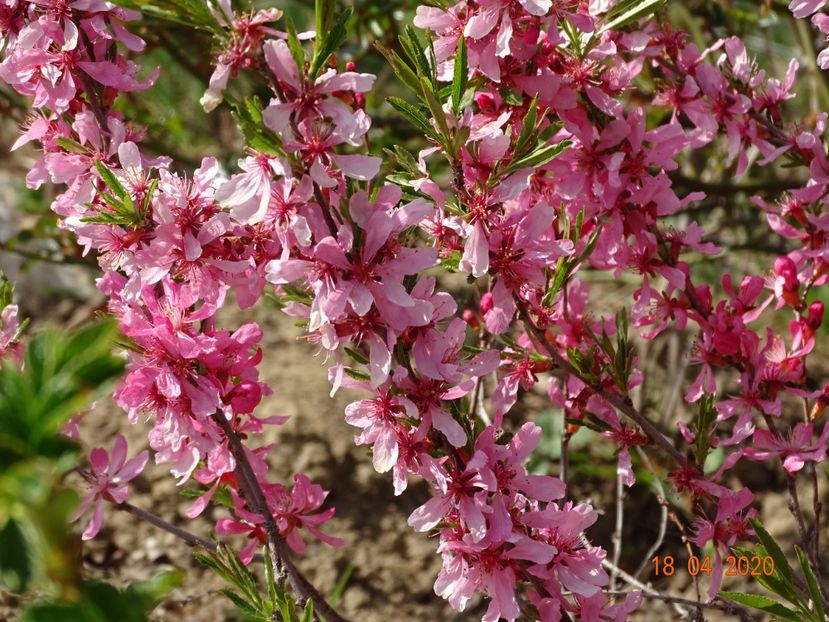 prunus tenella Fire Hill - z-Dobarland 2020