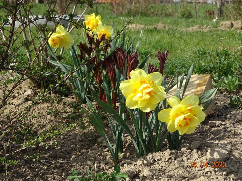 narcise Tahiti - z-Dobarland 2020