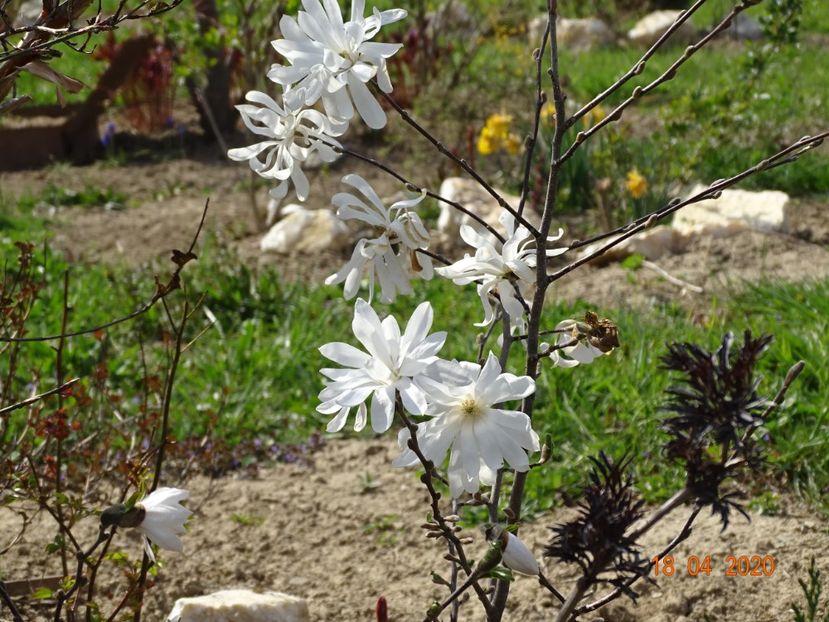 magnolia stellata Royal Star - z-Dobarland 2020
