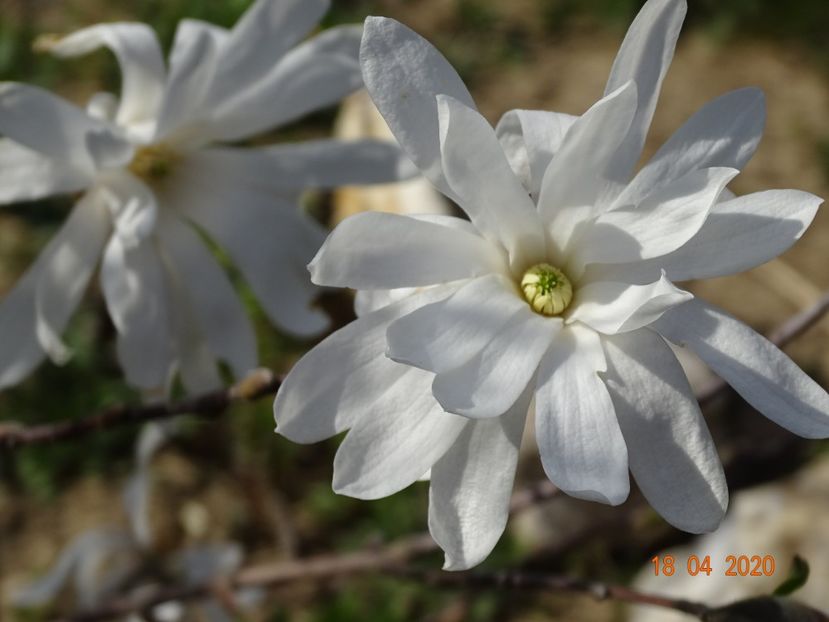 magnolia stellata Royal Star - z-Dobarland 2020