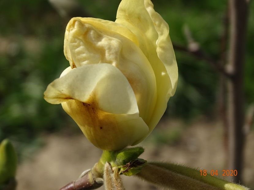 magnolia Yellow Lantern - z-Dobarland 2020