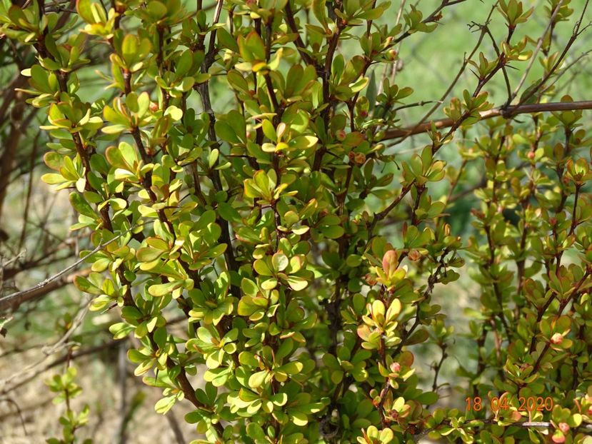 berberis Maria - z-Dobarland 2020