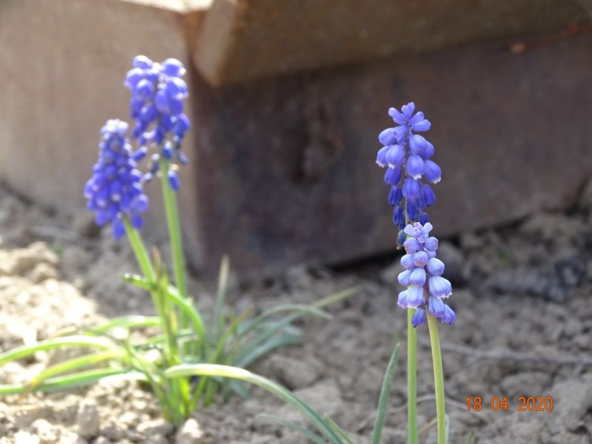 muscari armeniacum - z-Dobarland 2020