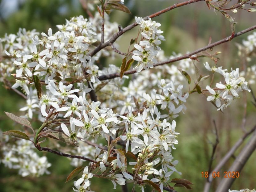 amelanchier lamarckii - z-Dobarland 2020