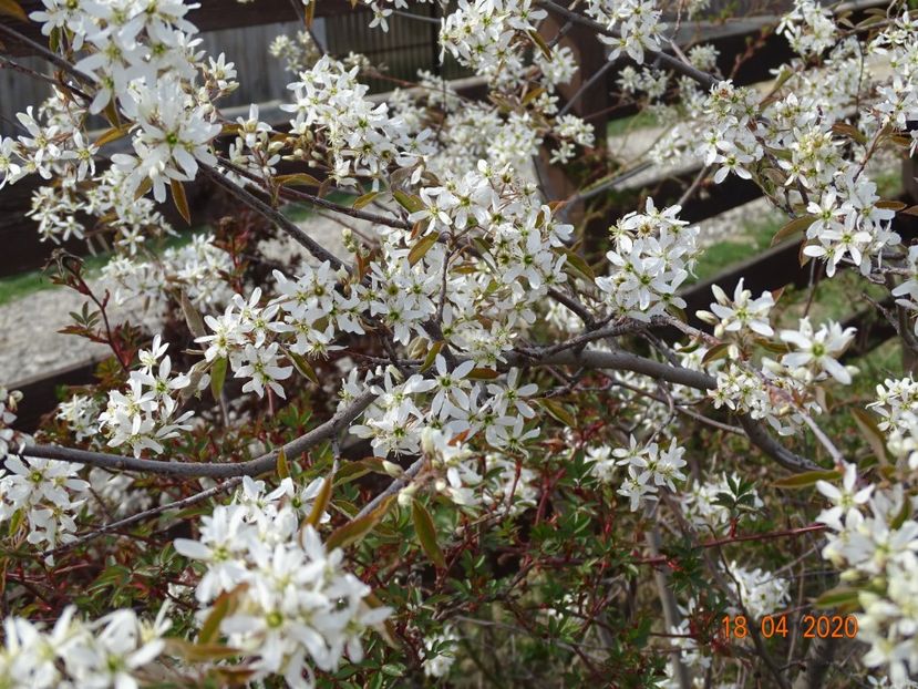 amelanchier lamarckii - z-Dobarland 2020