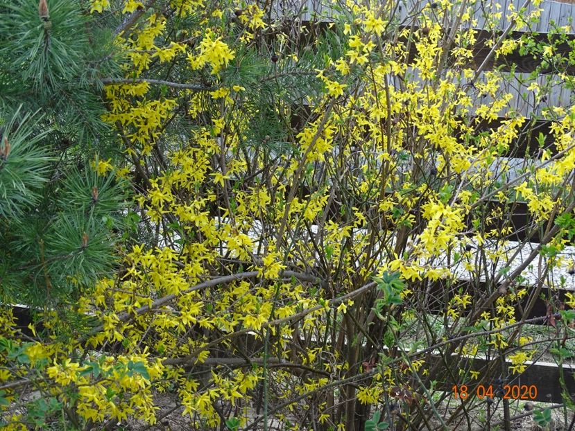 forsythia intermedia - z-Dobarland 2020