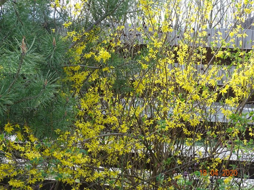 forsythia intermedia - z-Dobarland 2020