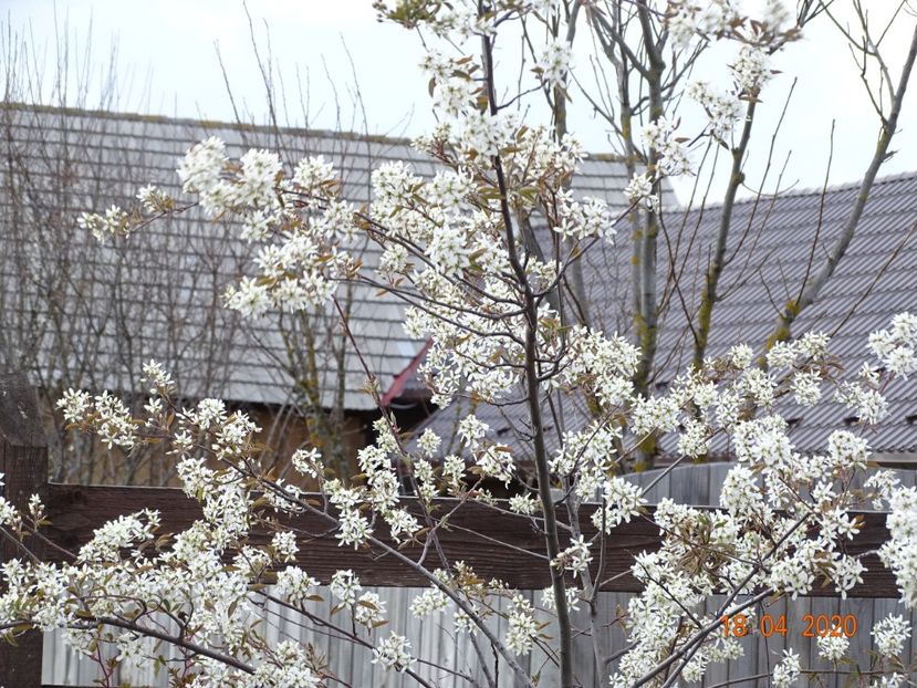 amelanchier lamarckii - z-Dobarland 2020