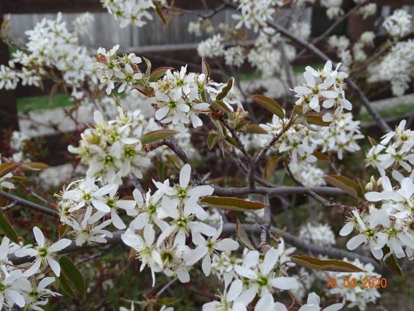 amelanchier lamarckii - z-Dobarland 2020