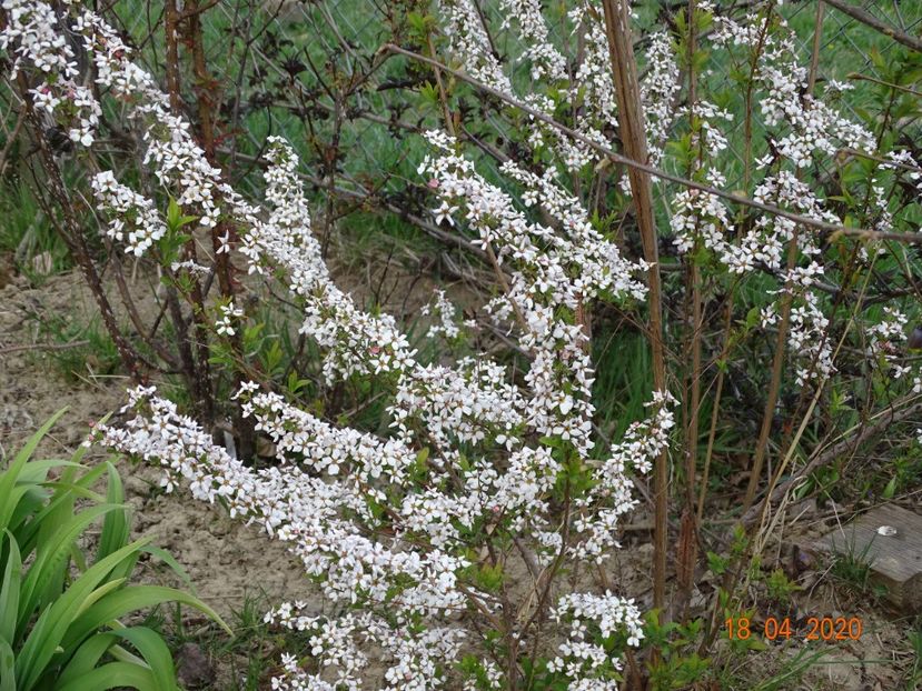 spiraea Fujino Pink - z-Dobarland 2020