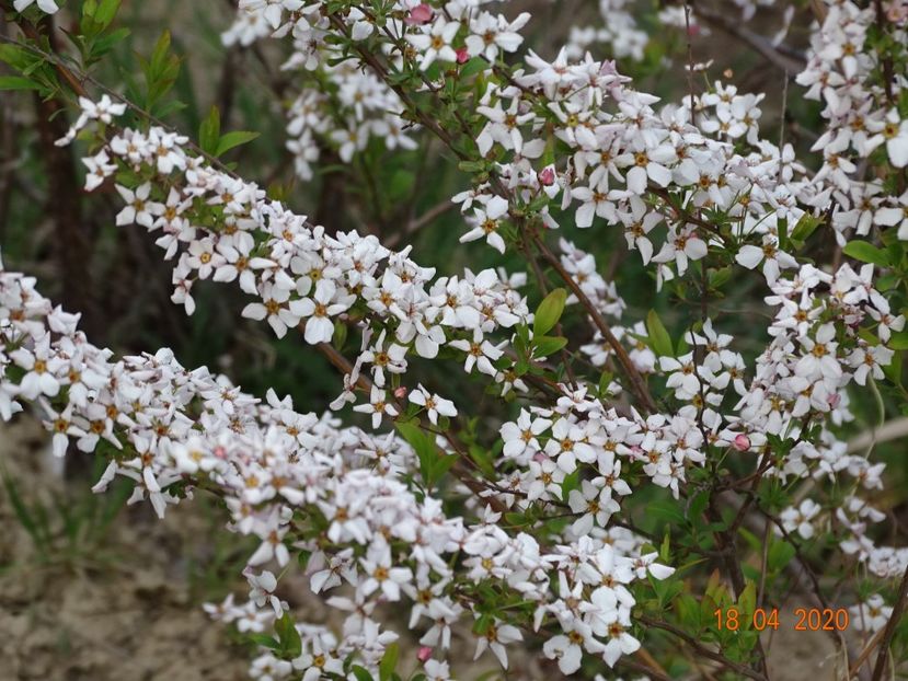 spiraea Fujino Pink - z-Dobarland 2020