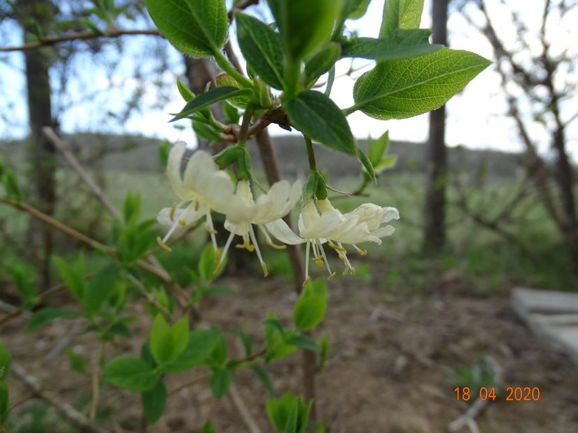 lonicera fragrantissima - z-Dobarland 2020