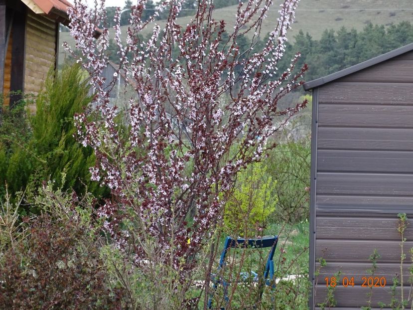 prunus cerasifera Nigra - z-Dobarland 2020
