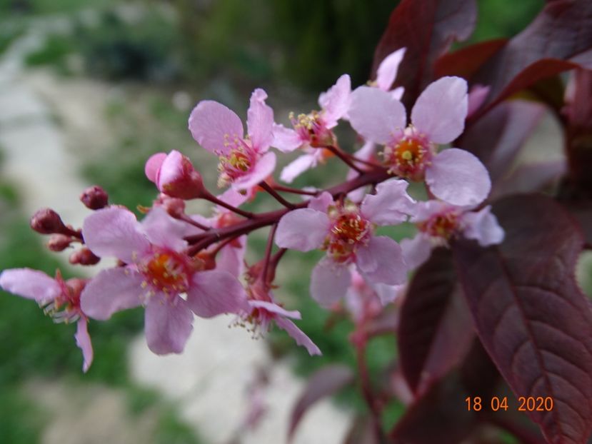 prunus padus Colorata - z-Dobarland 2020