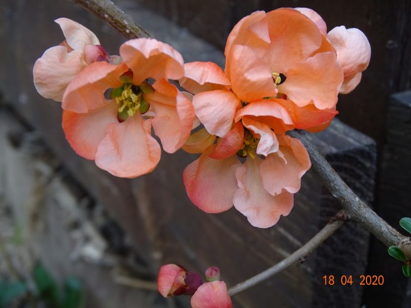 chaenomeles Salmon Horizon - z-Dobarland 2020