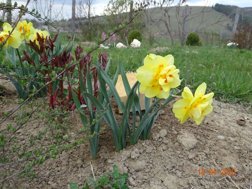 narcise Tahiti - z-Dobarland 2020