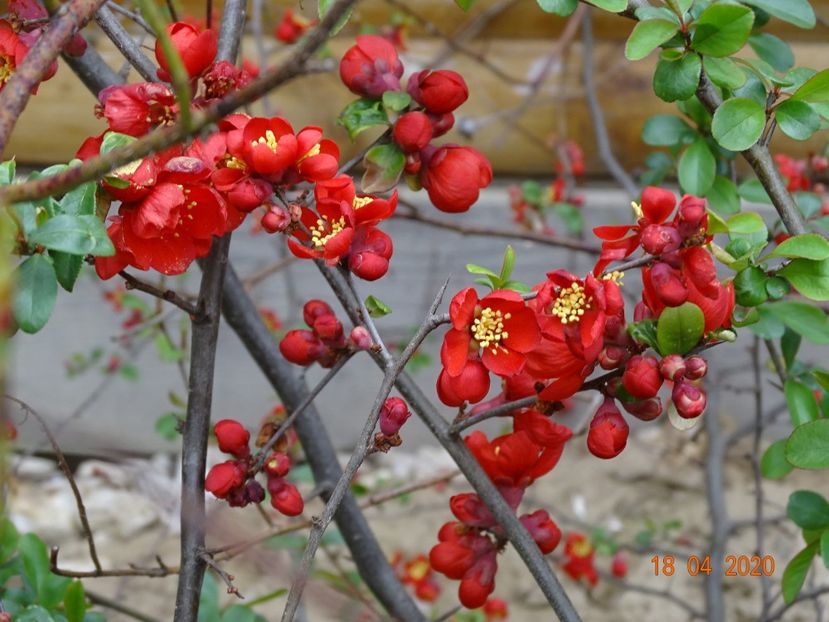 chaenomeles Crimson and Gold - z-Dobarland 2020