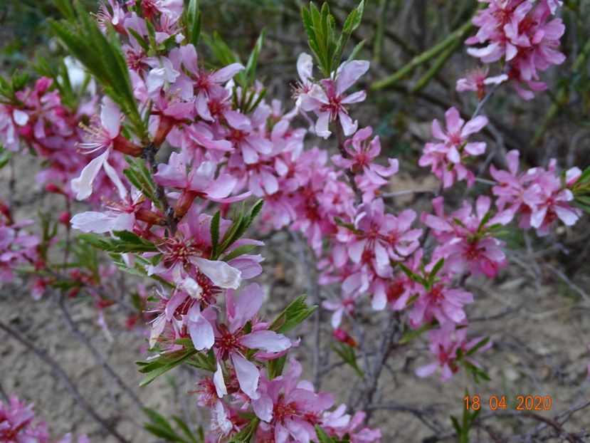 prunus tenella Fire Hill - z-Dobarland 2020
