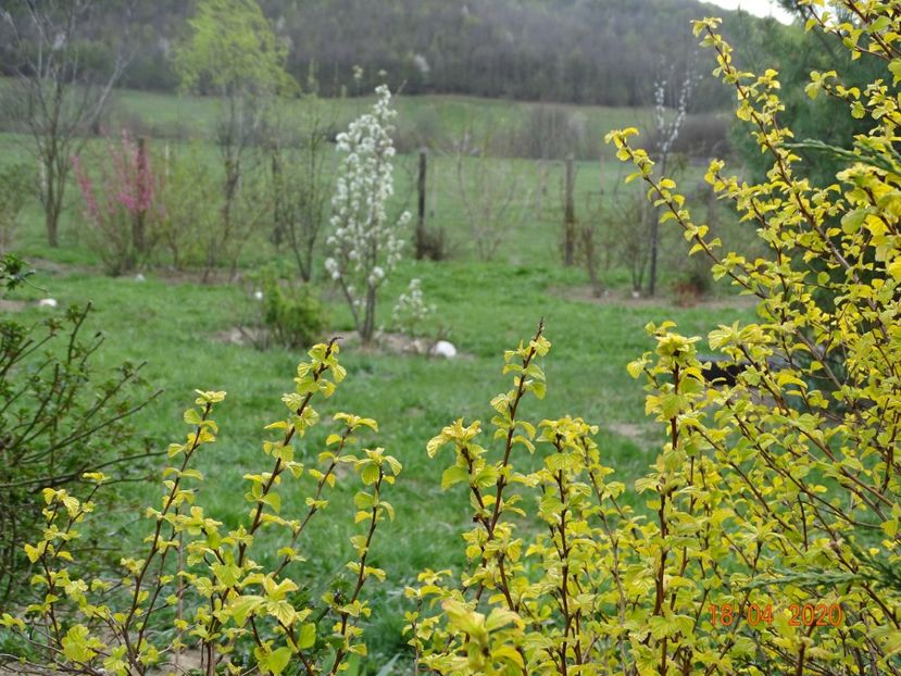 physocarpus Dart's Gold si par Cure - z-Dobarland 2020