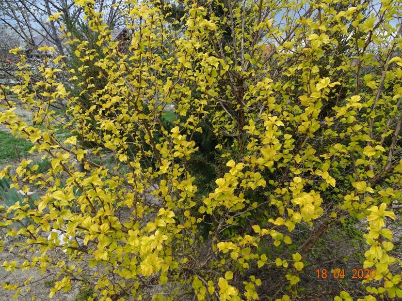 physocarpus Dart's Gold - z-Dobarland 2020