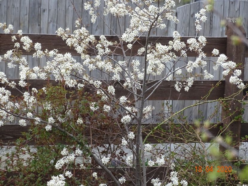 amelanchier lamarckii - z-Dobarland 2020