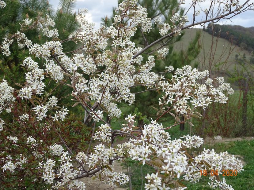 amelanchier lamarckii - z-Dobarland 2020