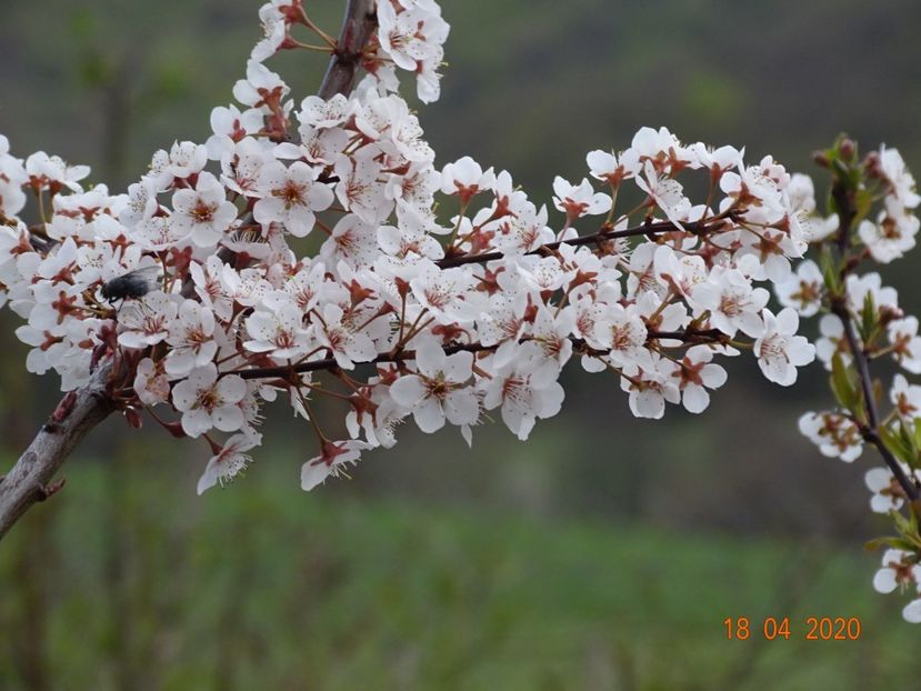 prunus cerasifera Trailblazer - z-Dobarland 2020