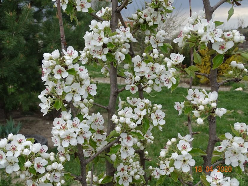 par Cure - z-Dobarland 2020