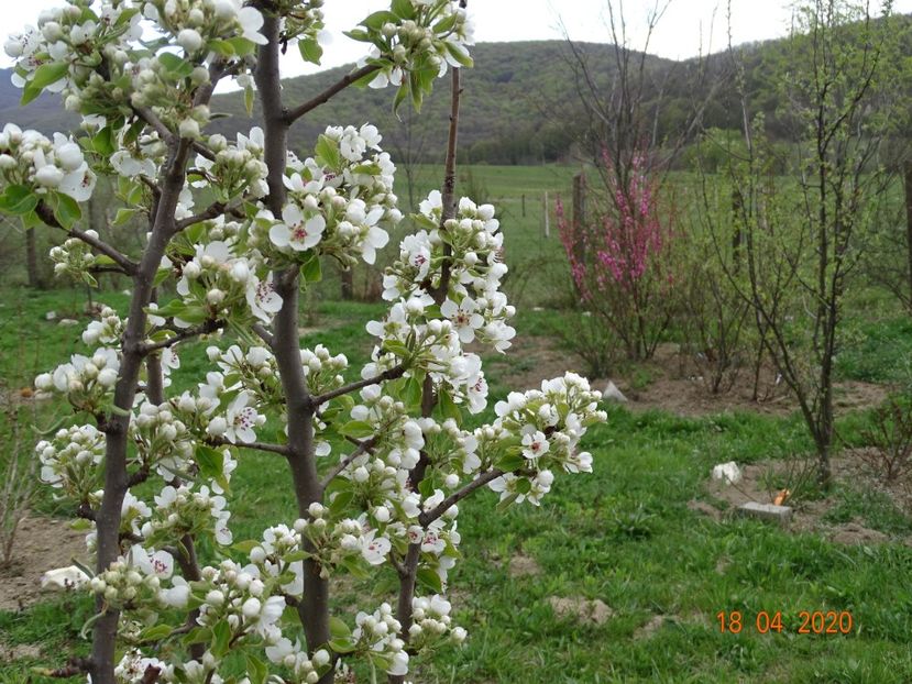 par Cure - z-Dobarland 2020