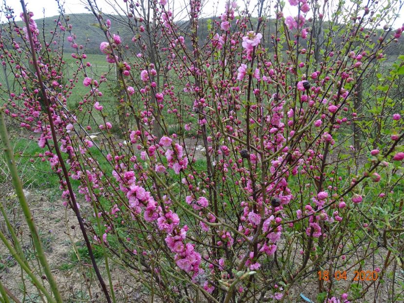 prunus triloba - z-Dobarland 2020
