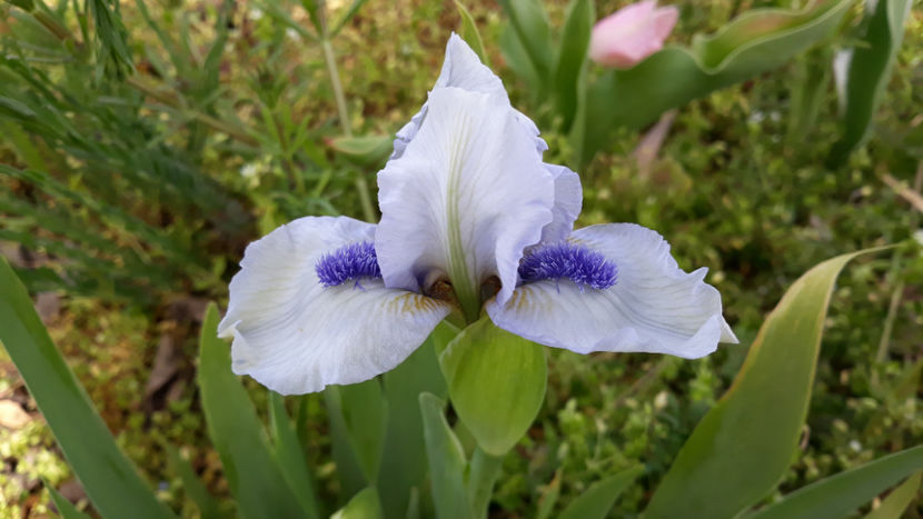 Forever Blue - Gradina primavara 2020