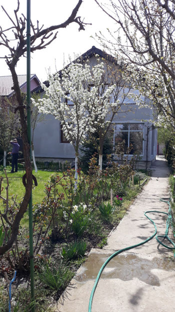  - Gradina primavara 2020