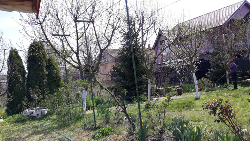  - Gradina primavara 2020