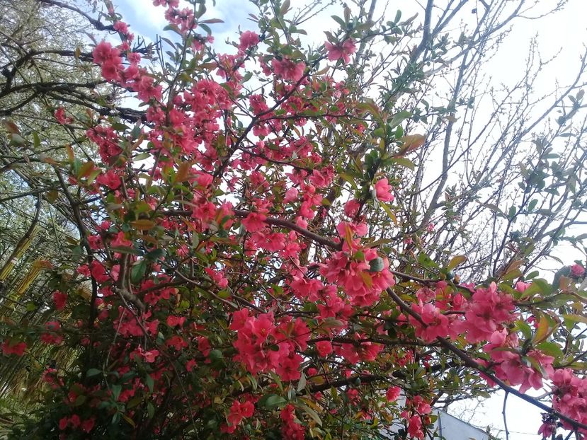  - Chaenomeles japonica-Gutui japonez