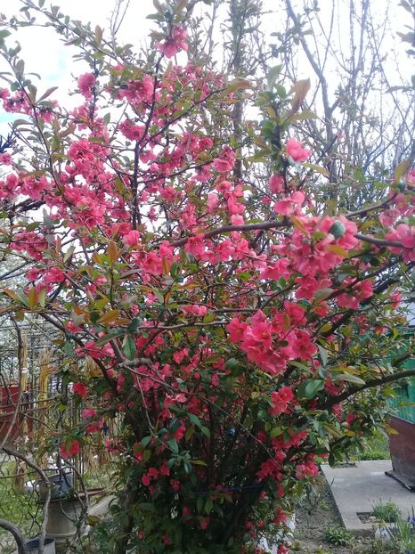 - Chaenomeles japonica-Gutui japonez