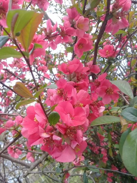  - Chaenomeles japonica-Gutui japonez