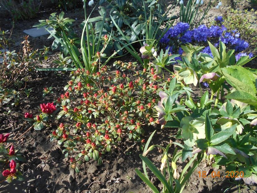 - 1Azalee-rhododendroni-heleborusi-hortensii-hoste 2020