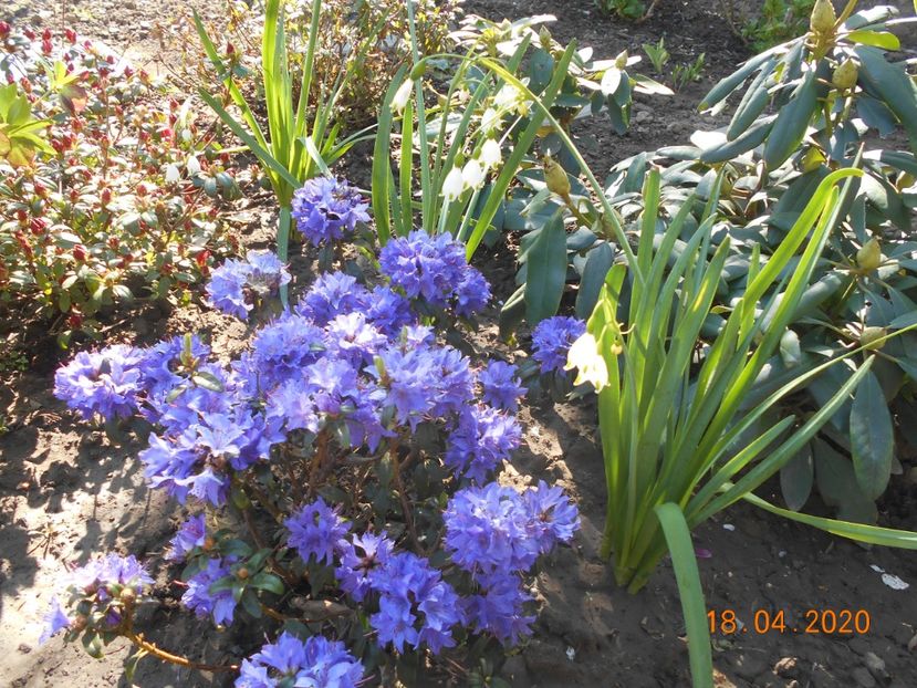  - 1Azalee-rhododendroni-heleborusi-hortensii-hoste 2020