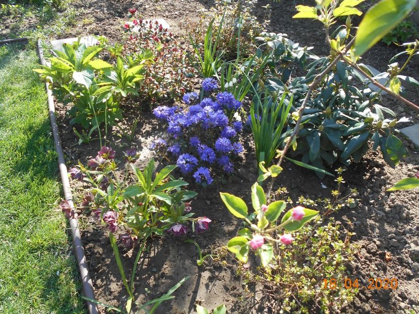  - 1Azalee-rhododendroni-heleborusi-hortensii-hoste 2020