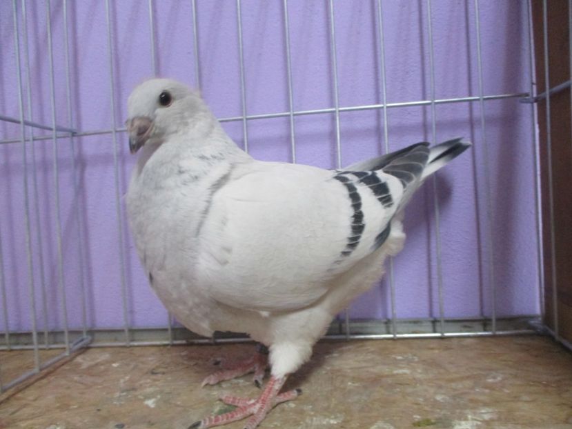 03000-20 - Tineret 2020