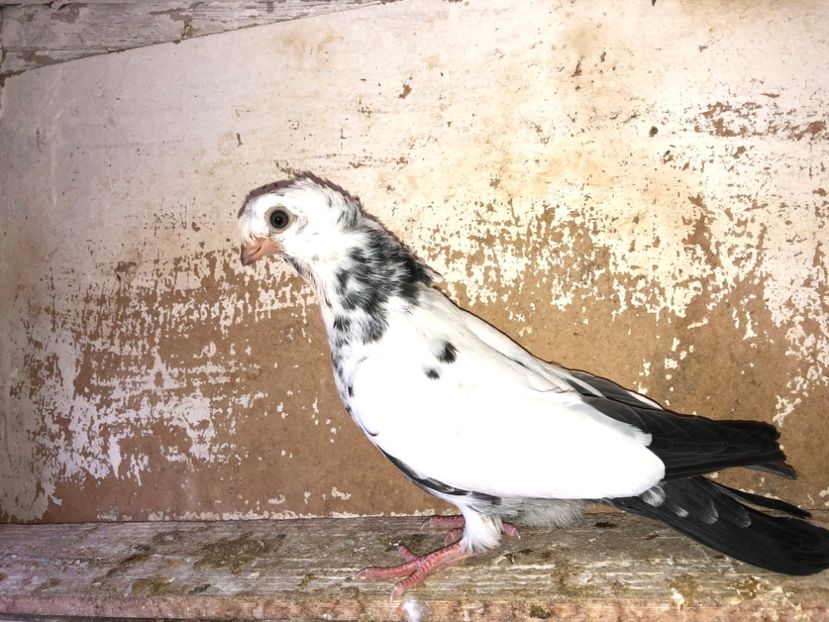 8524  mascul  2020_2 - pui 2020 BM