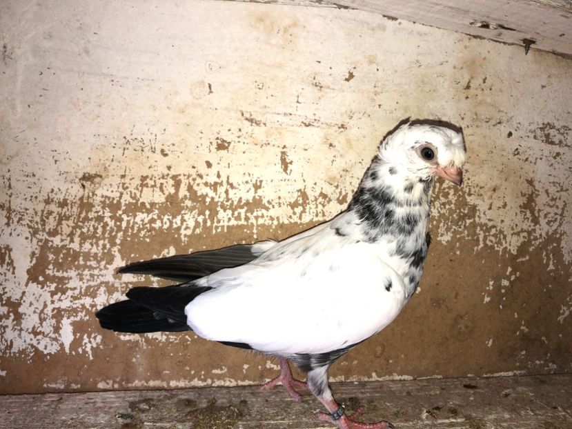 8524  mascul  2020_1 - pui 2020 BM